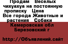 Продам.  Веселых чихуахуа на постоянную прописку › Цена ­ 8 000 - Все города Животные и растения » Собаки   . Кемеровская обл.,Березовский г.